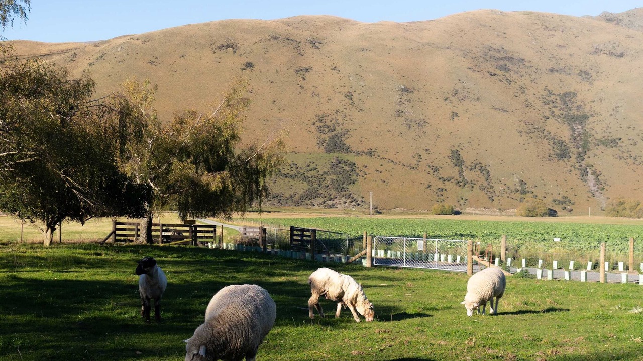 Photo of Others in Mackenzie Country