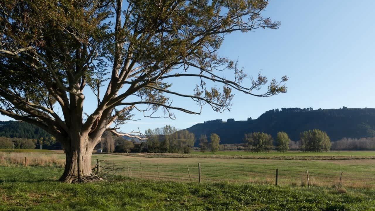 Photo of Others in Waimate District