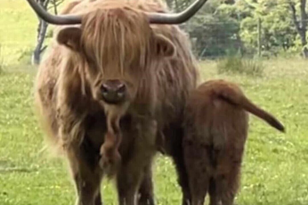 Photo of Others in Toscaig