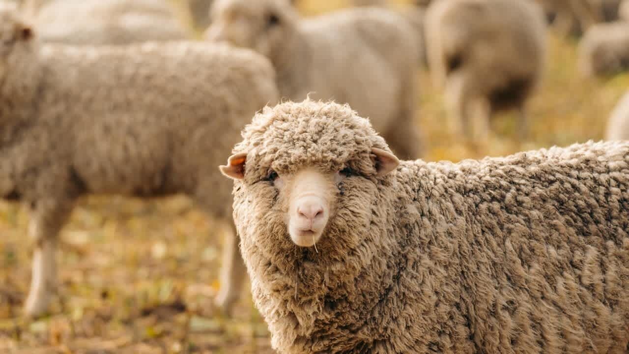 Photo of Others in Mackenzie Country