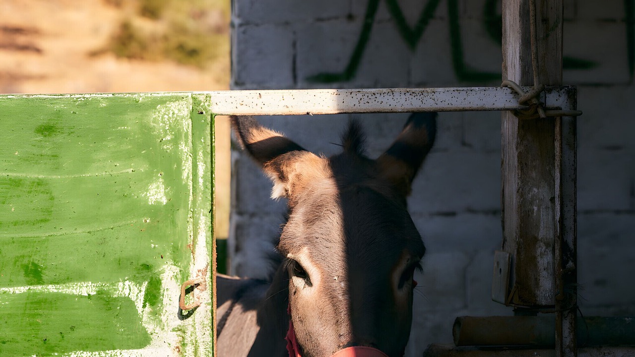Photo of Others in Andros Town