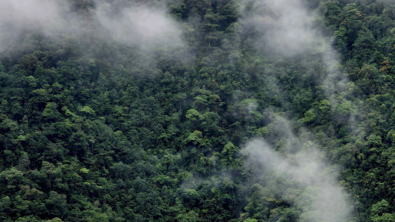 Photo of Others in Pacuare Reserve