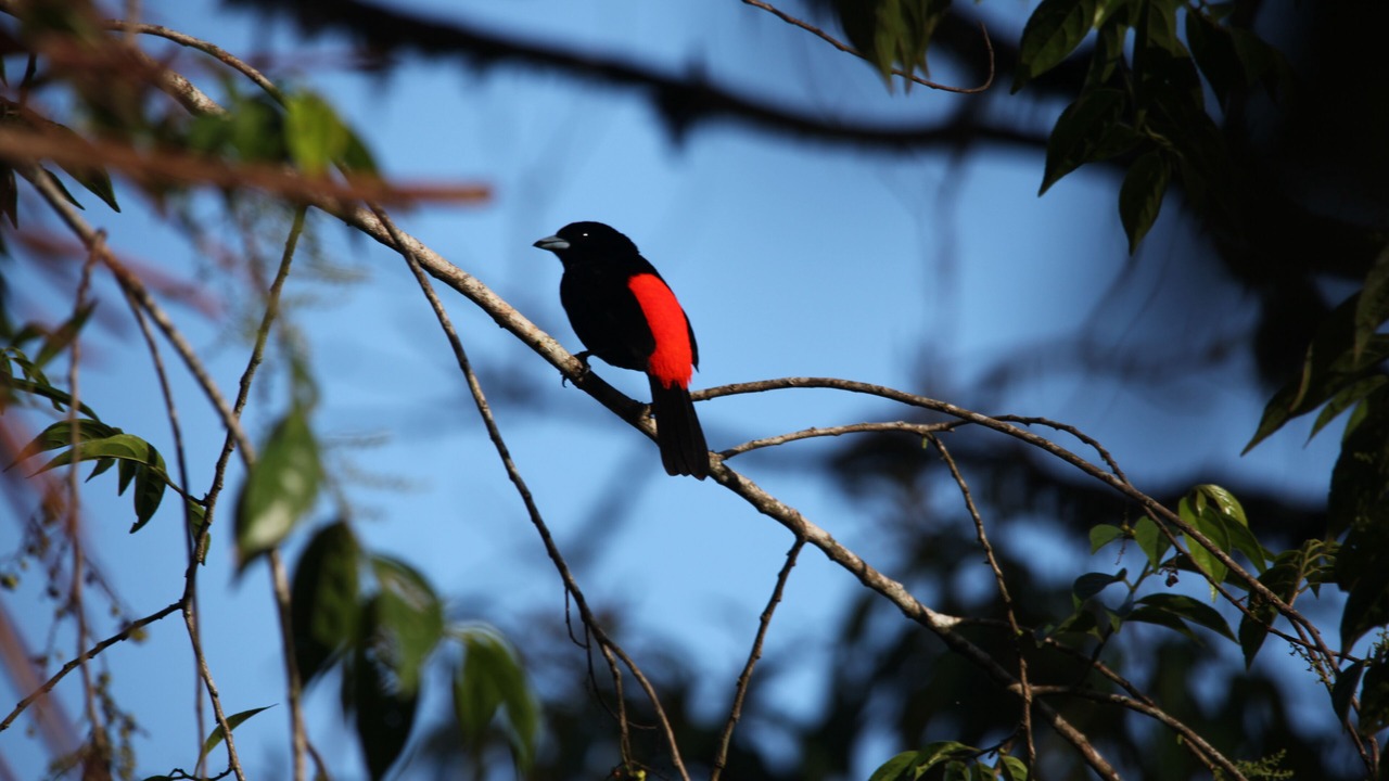 Photo of Others in Pacuare Reserve