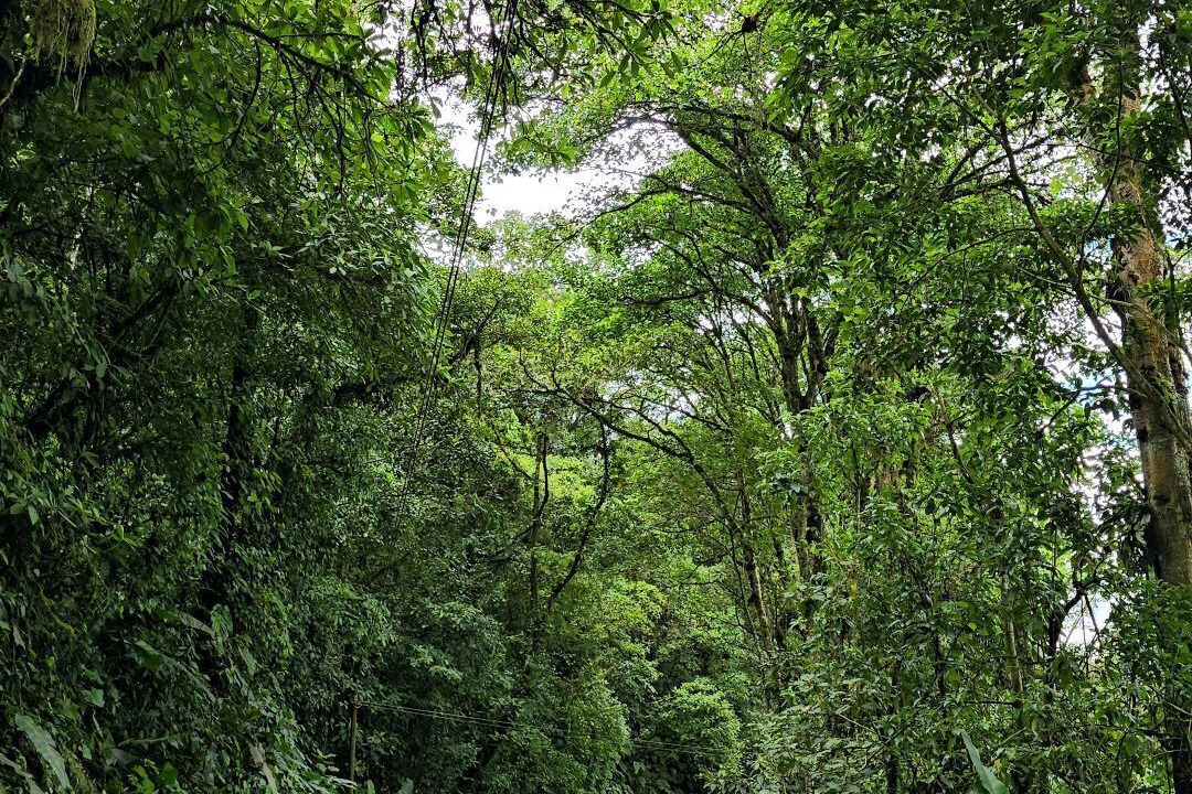 Photo of Outdoor in Pacuare Reserve