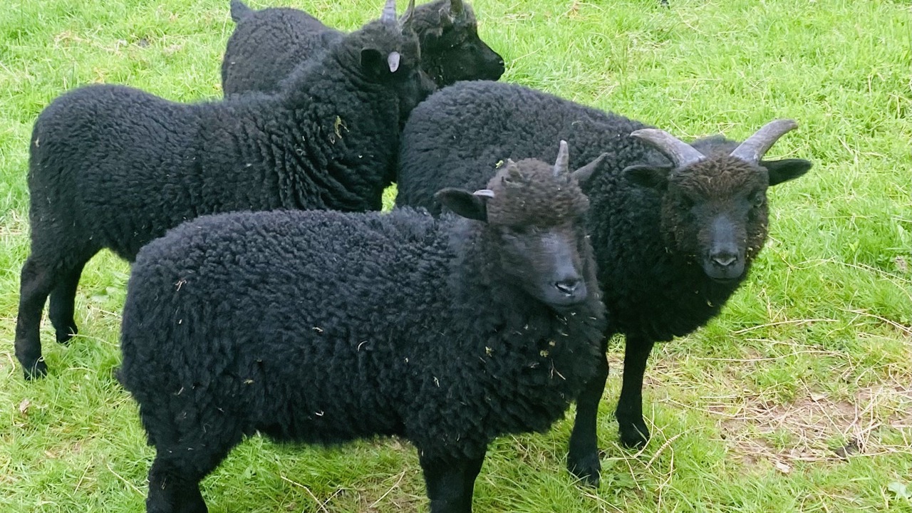 Photo of Others in Lauder