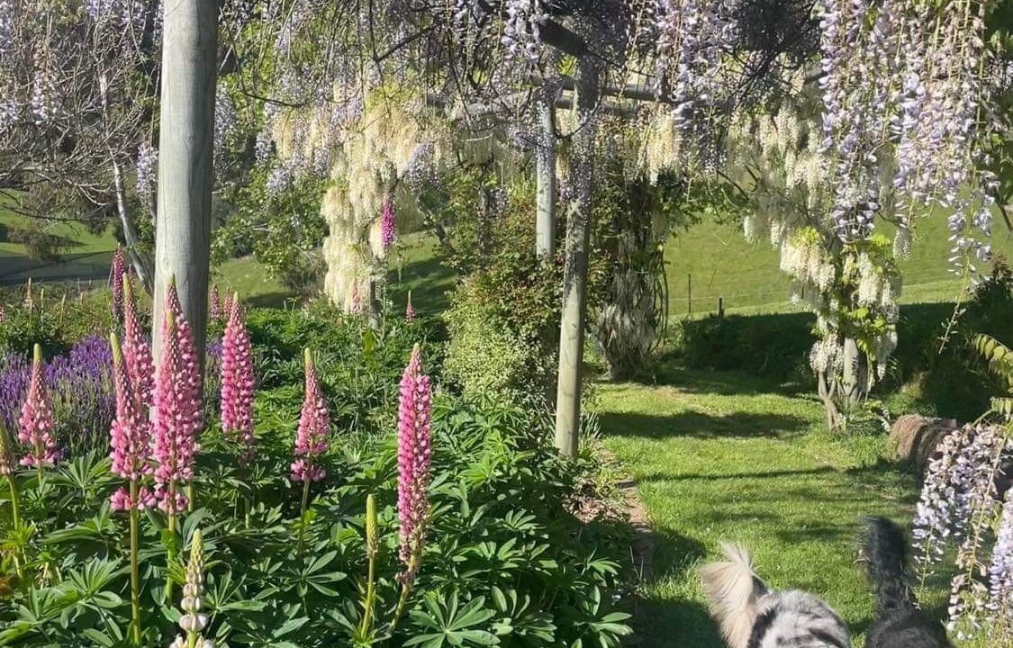 Photo of Outdoor in Castle Forbes Bay