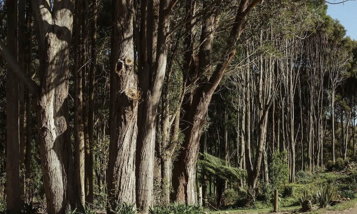 Photo of Others in Tikitere
