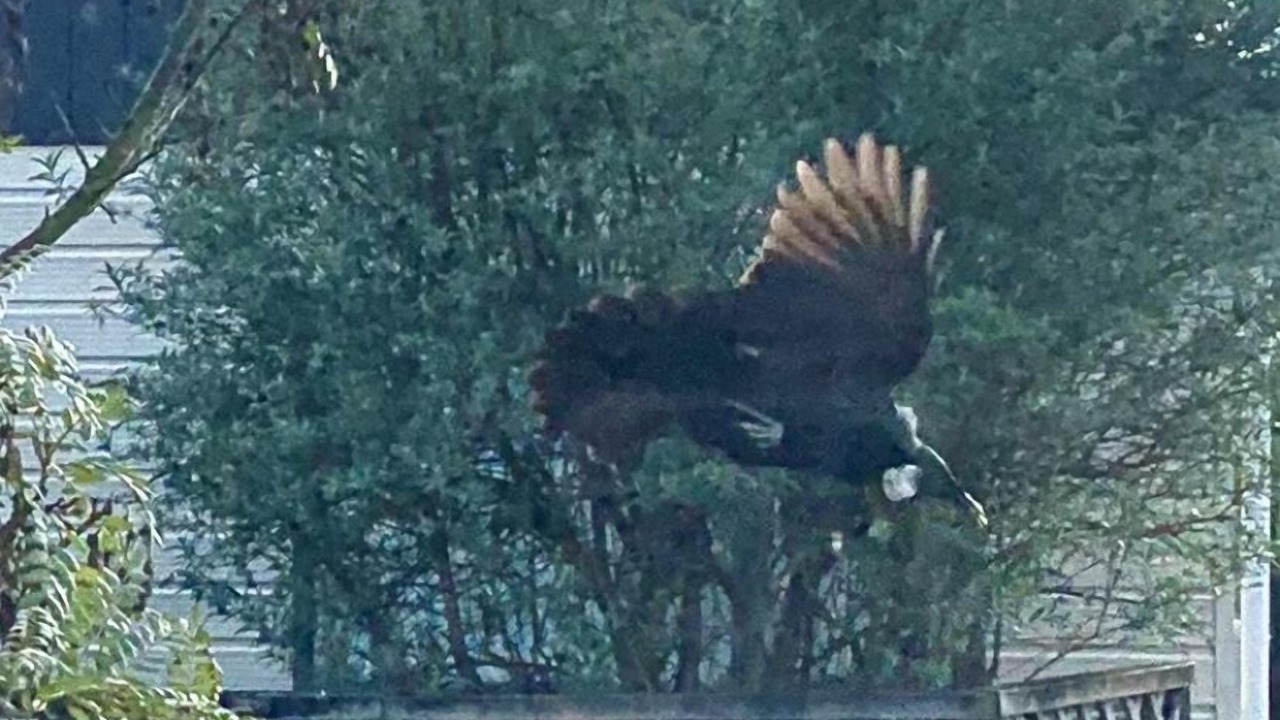 Photo of Others in Te Anau