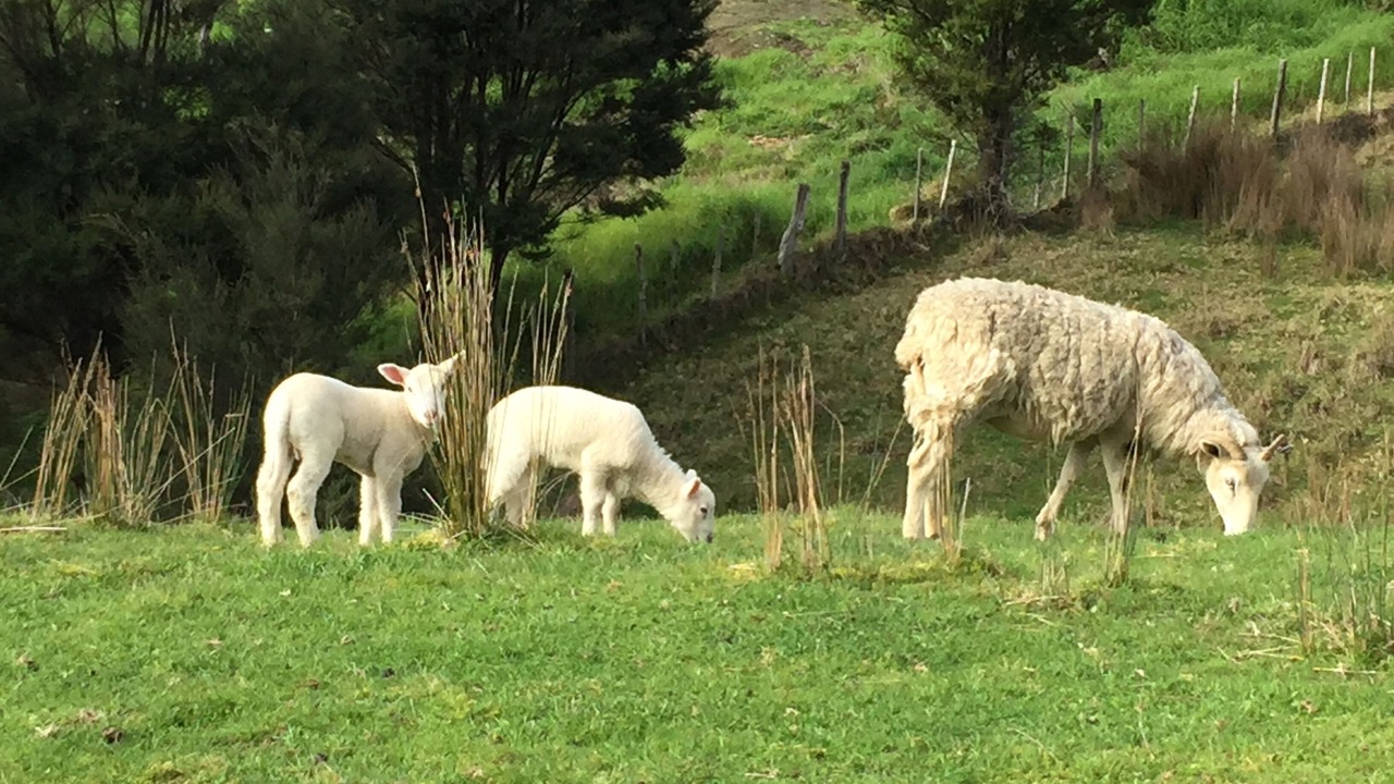 Photo of Others in Mangawhai