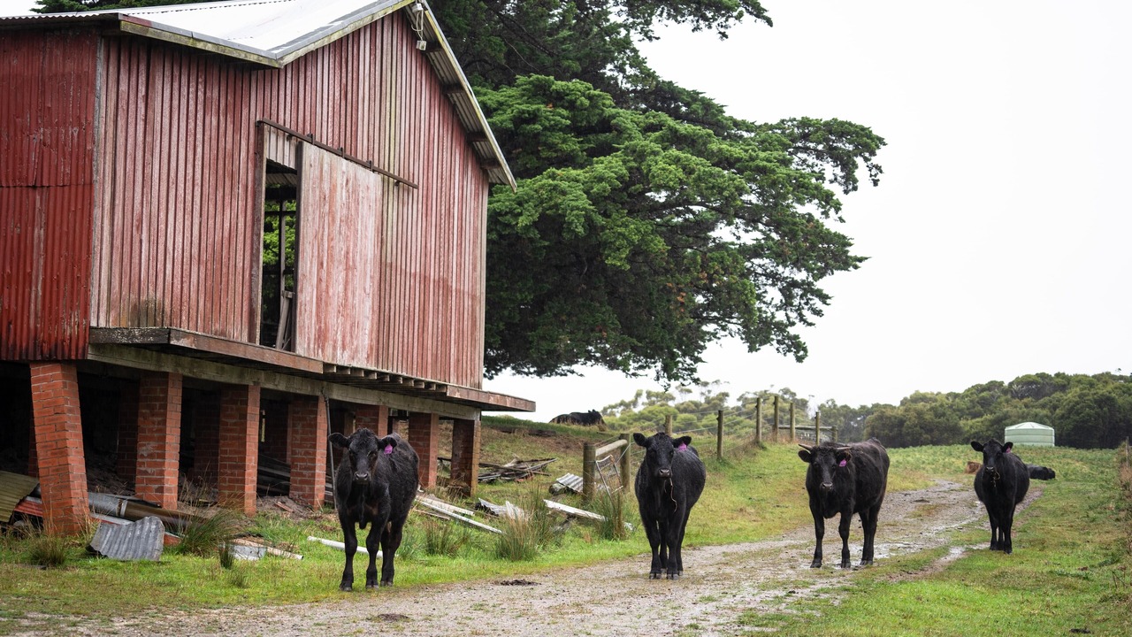 Photo of Others in Mount William
