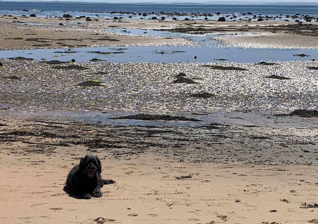 Photo of Others in Brora