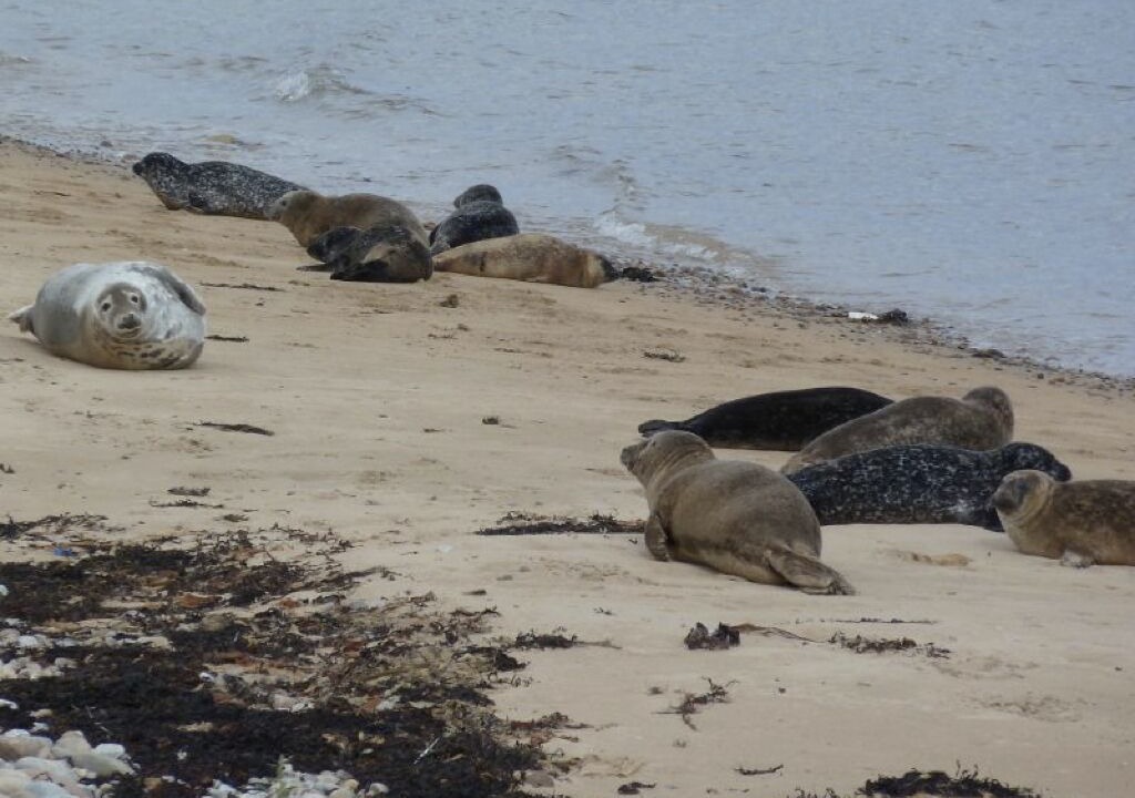 Photo of Others in Brora