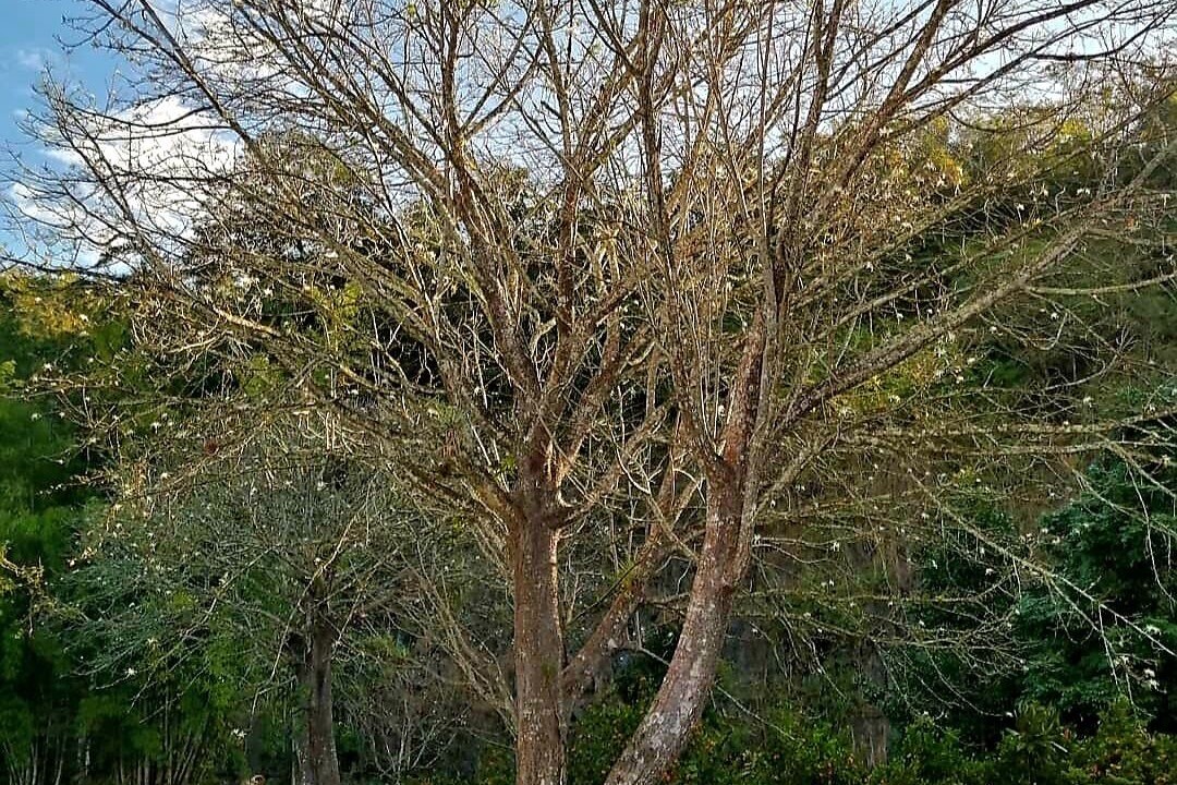 Photo of Outdoor in San Isidro de El General