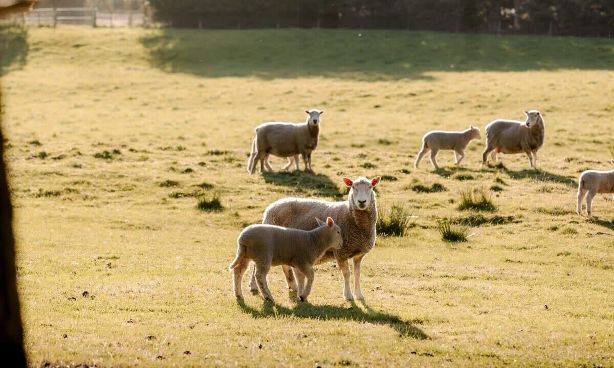Photo of Others in Te Anau