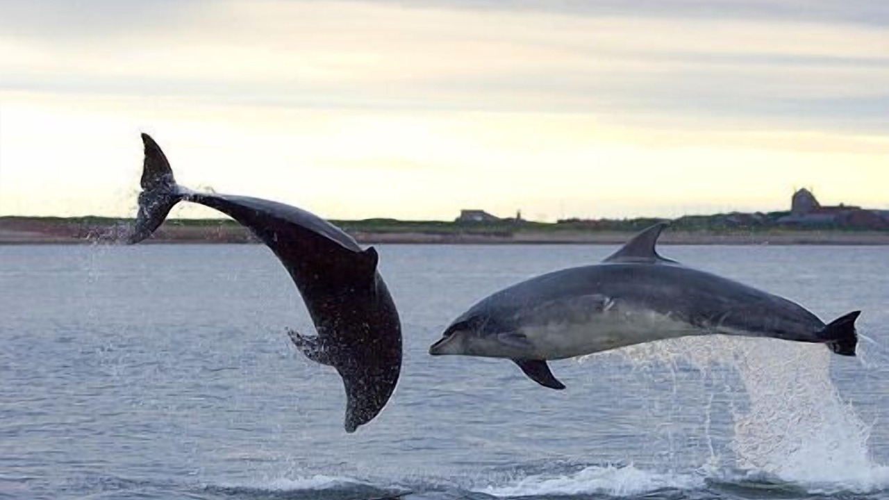 Photo of Others in Inverness