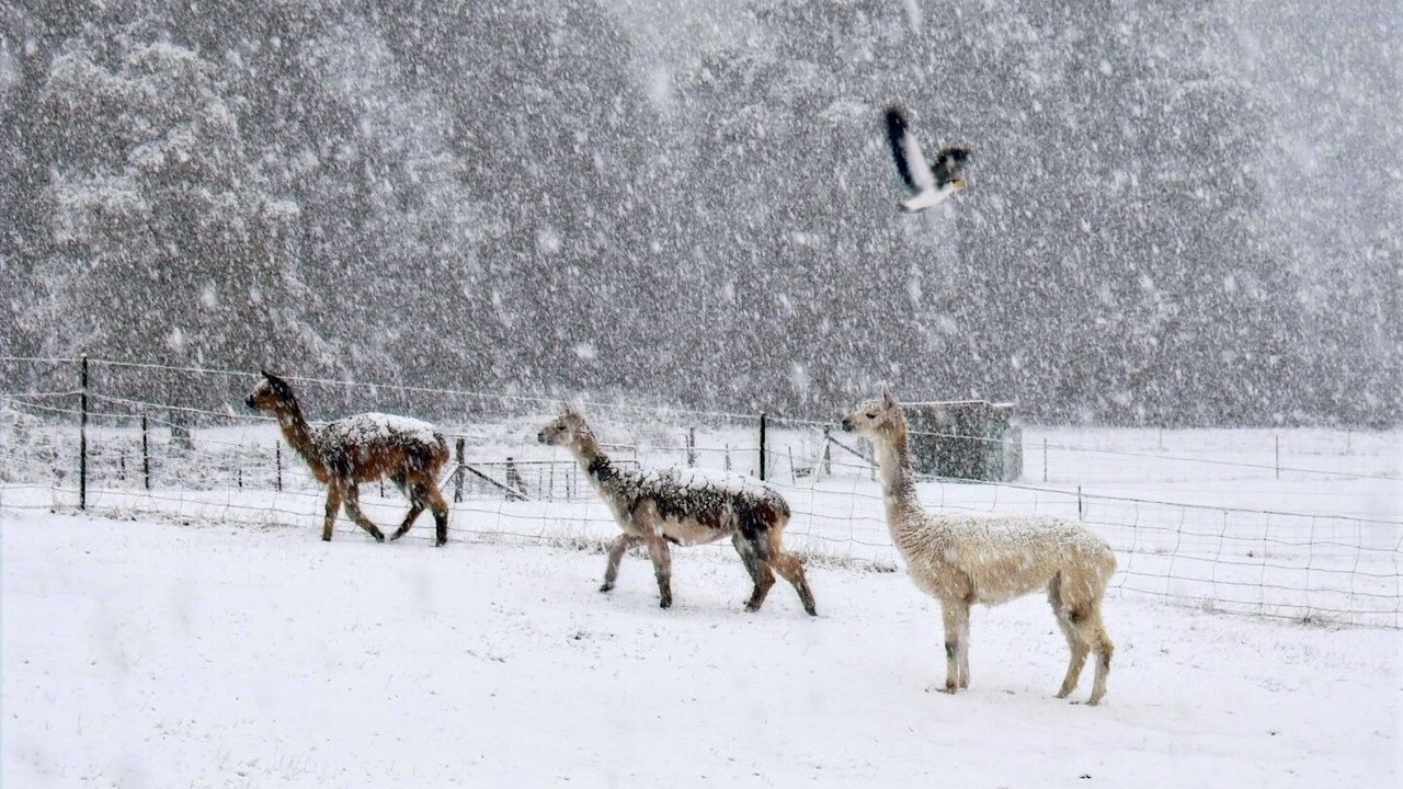 Photo of Outdoor in Maydena
