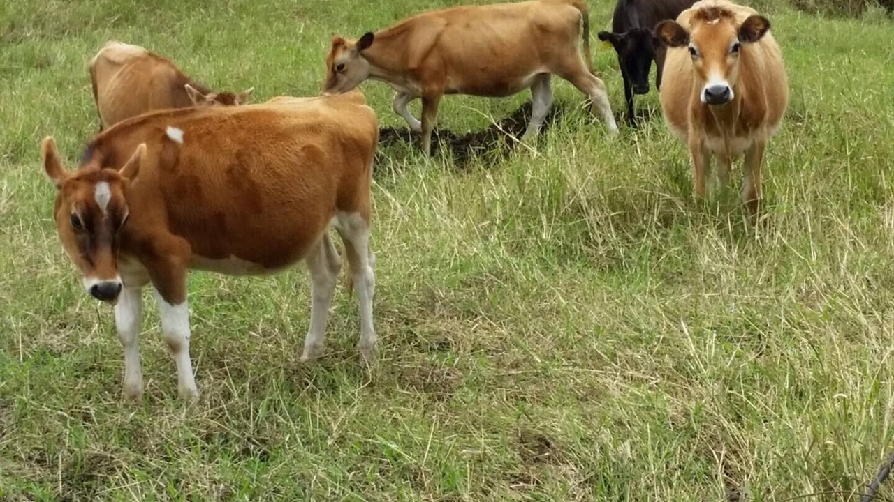 Photo of Others in Santa Cruz de Turrialba