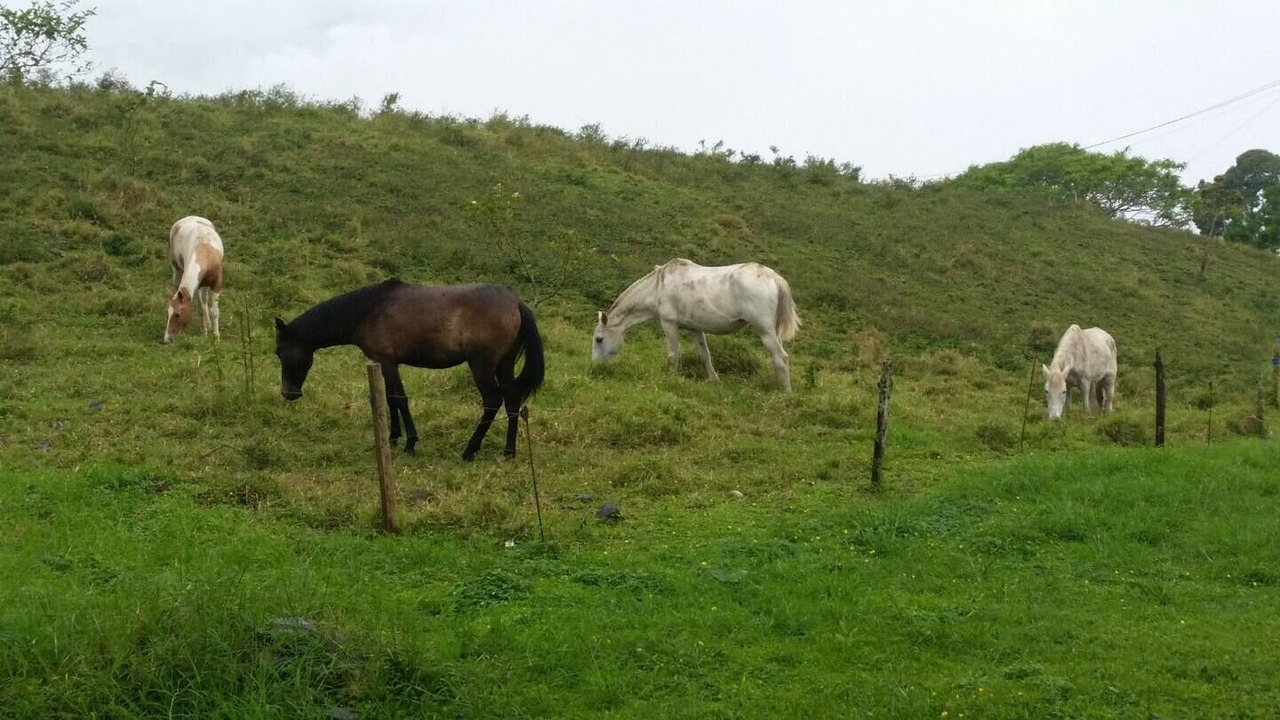 Photo of Others in Santa Cruz de Turrialba