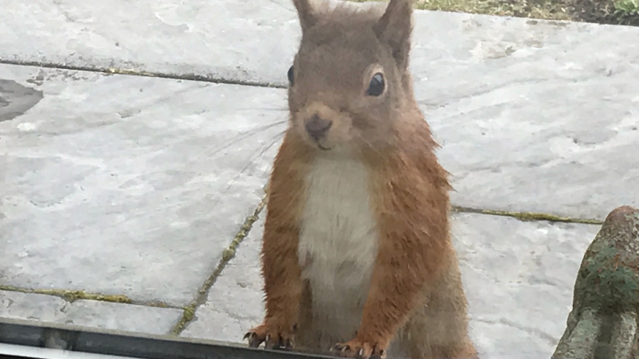 Photo of Others in Kingussie