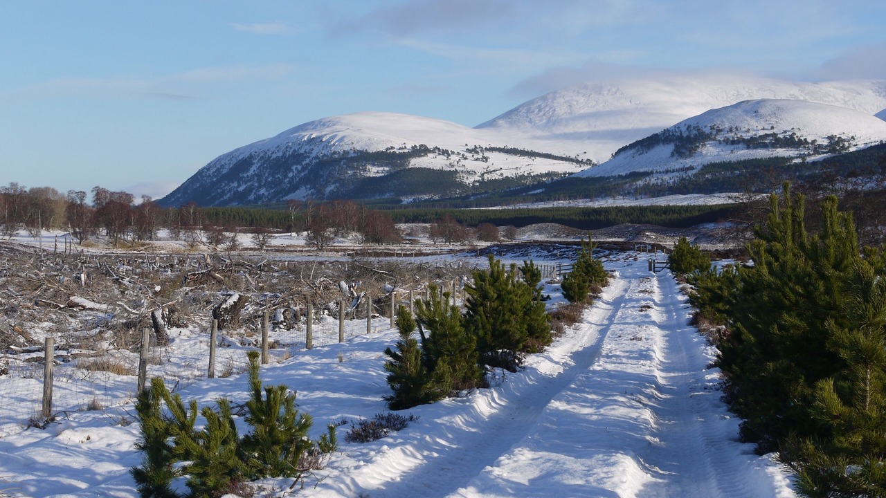 Photo of Others in Kingussie