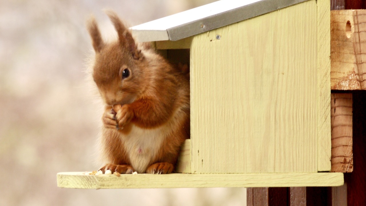 Photo of Others in Kingussie