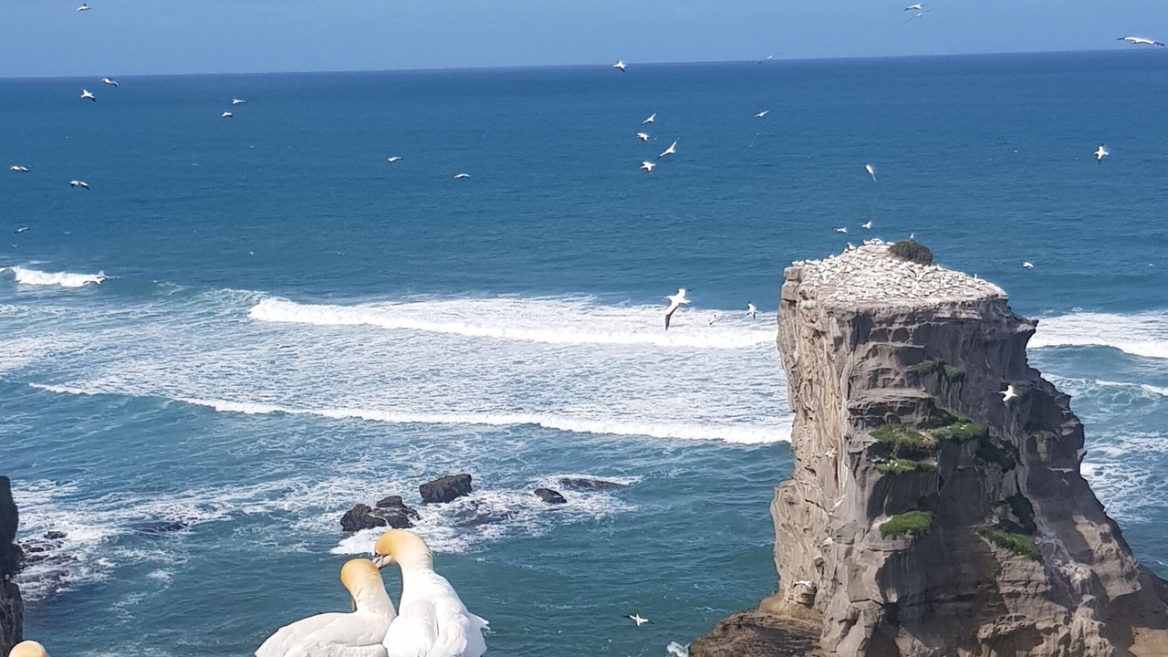 Photo of Others in Muriwai