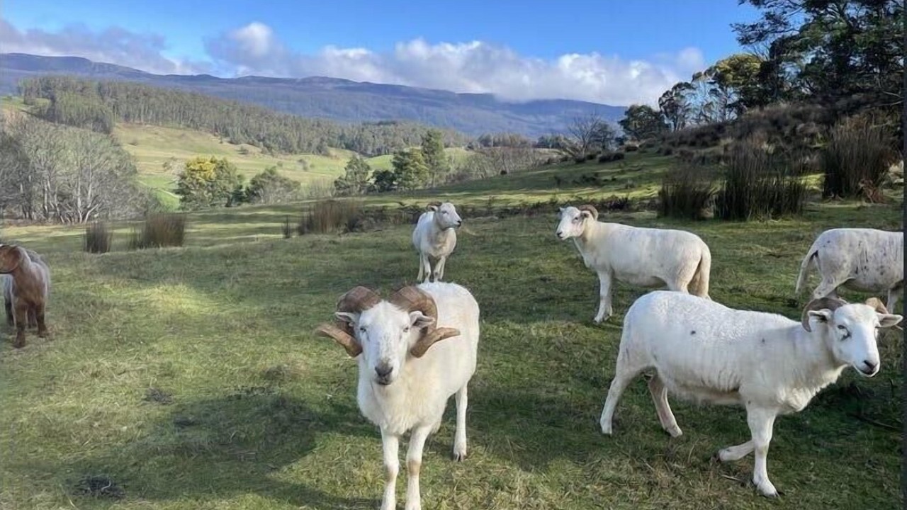Photo of Others in Mole Creek