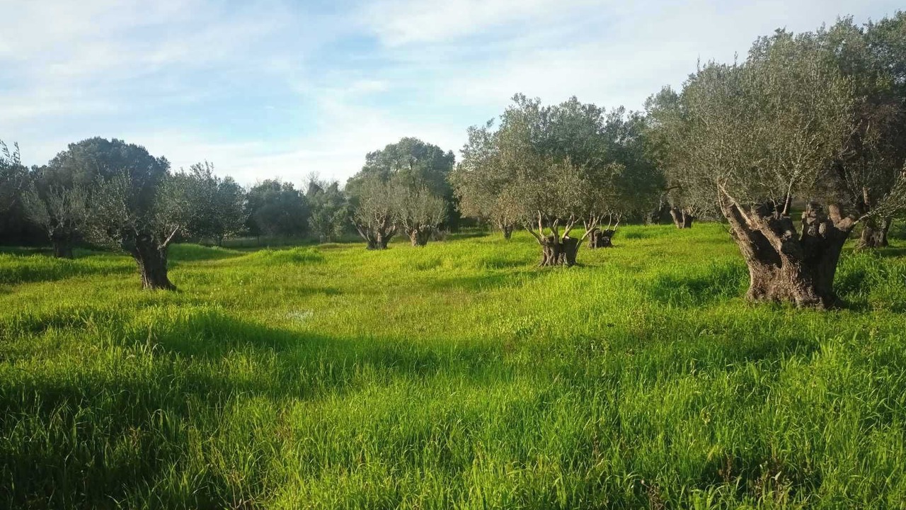 Photo of Others in Sarlata