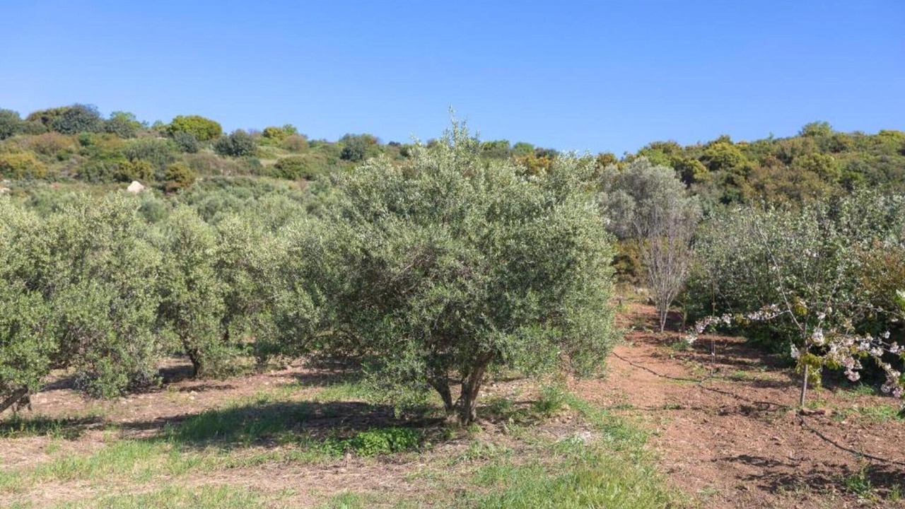 Photo of Others in Vasilikos