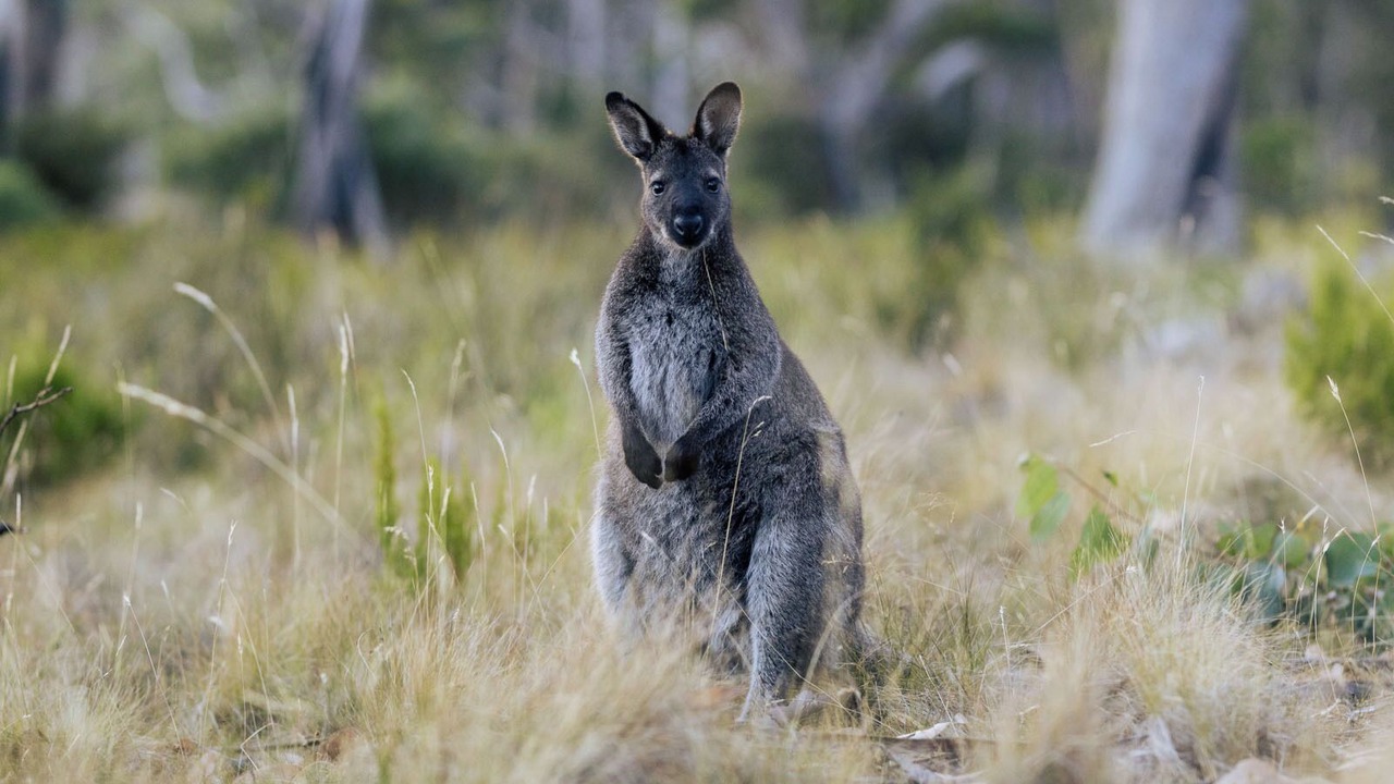 Photo of Others in Apollo Bay
