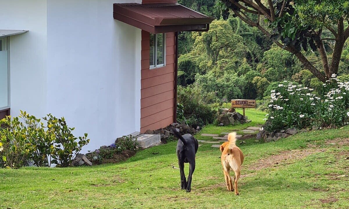 Photo of Outdoor in San Isidro