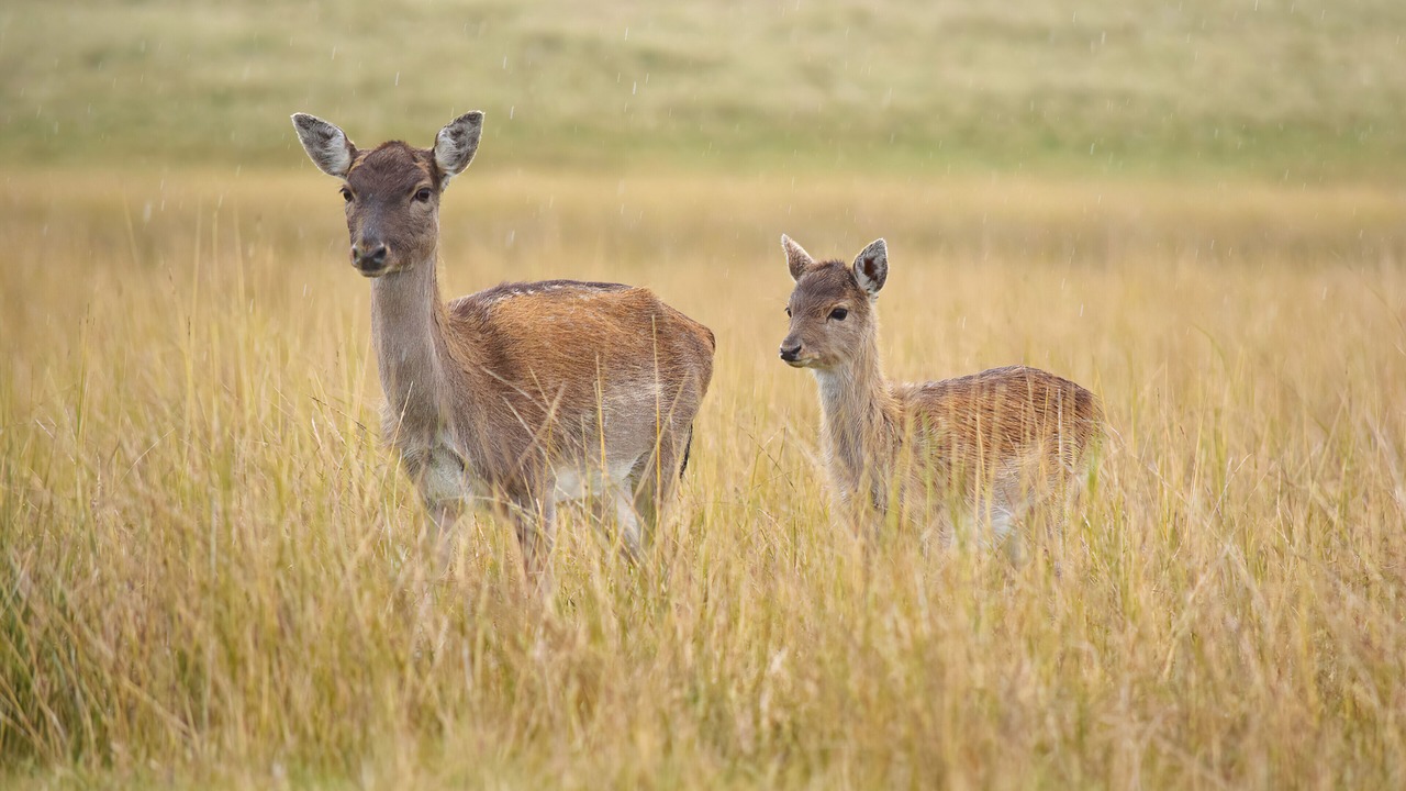 Photo of Others in Cupar