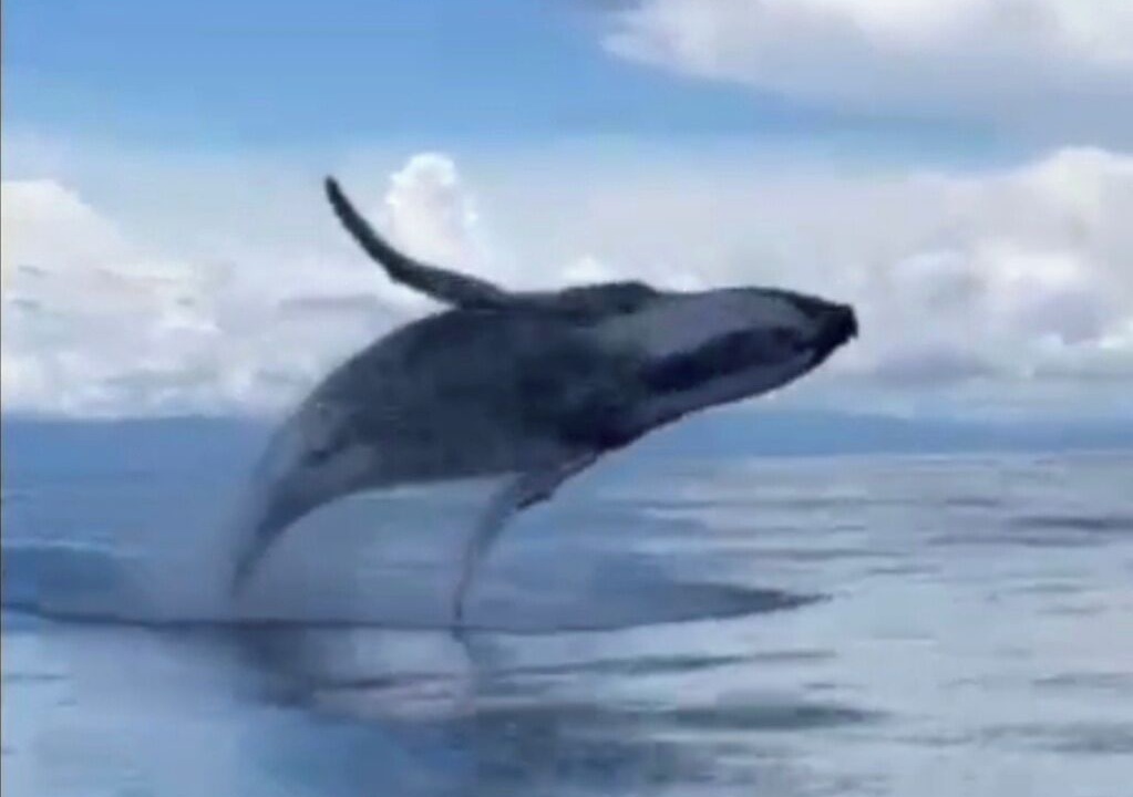 Photo of Others in Drake Bay