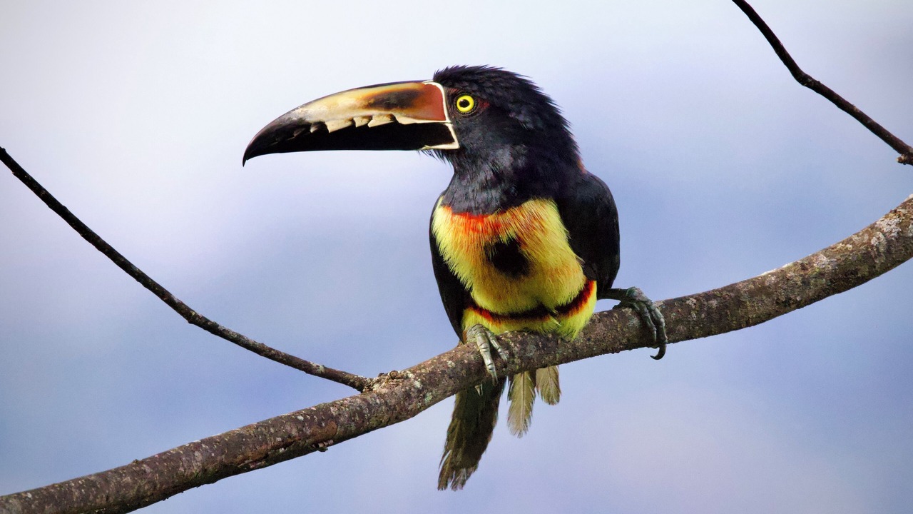 Photo of Others in Belen de Nosarita