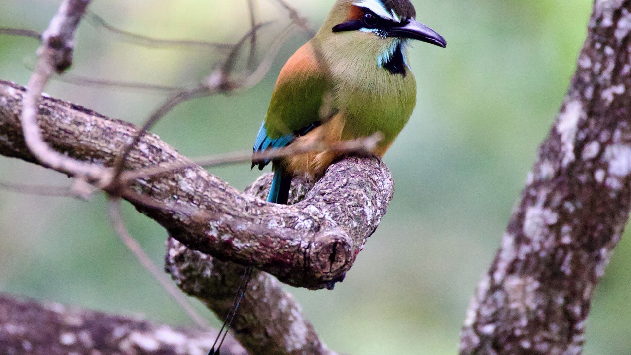 Photo of Others in Belen de Nosarita