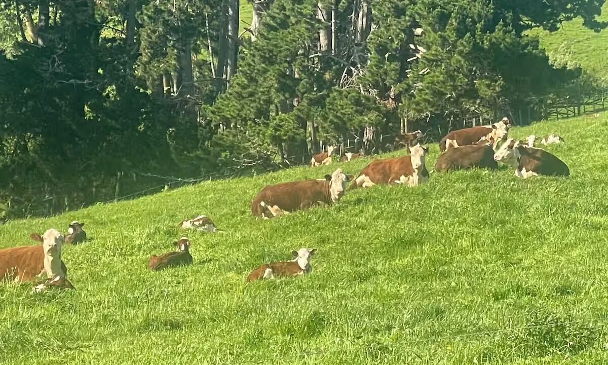 Photo of Others in Waerenga