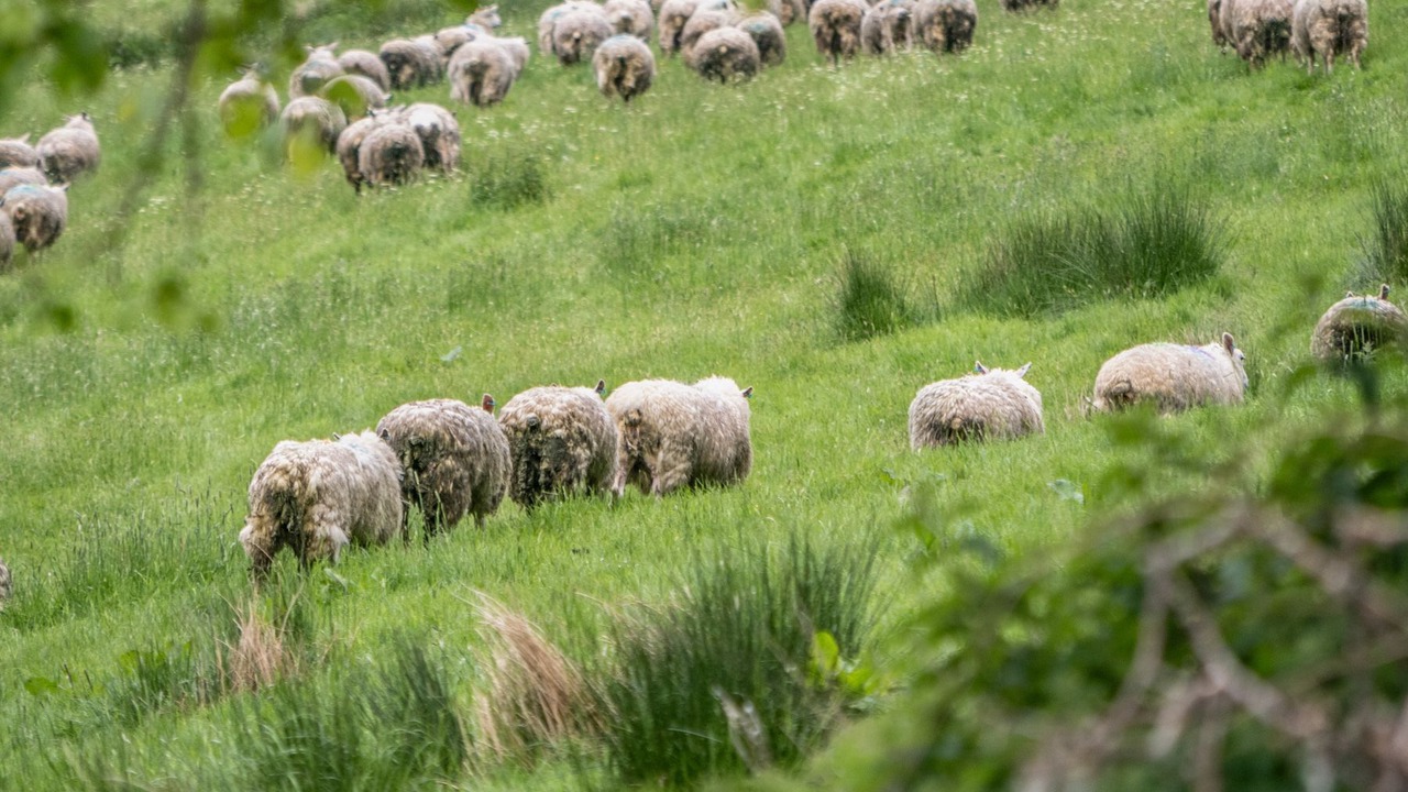 Photo of Others in Aberfeldy