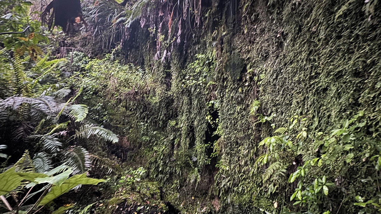 Photo of Others in Bay of Plenty Region