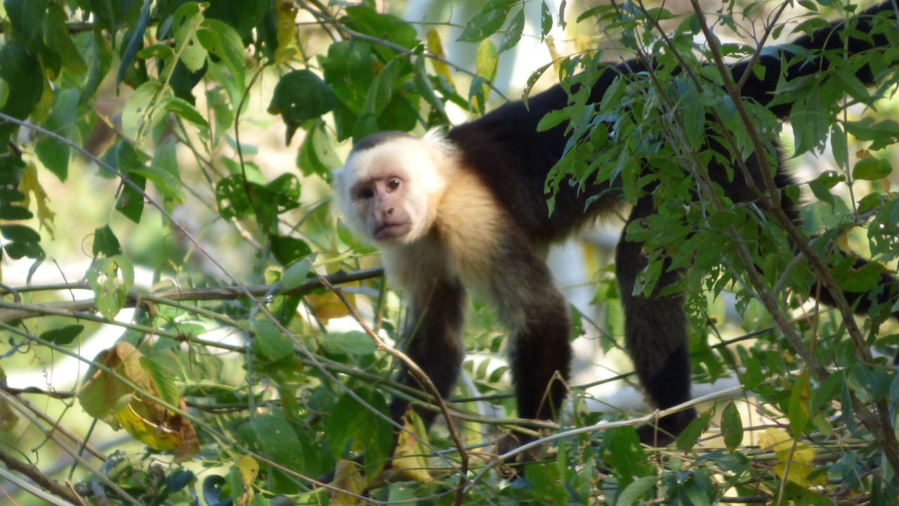 Photo of Others in Paquera