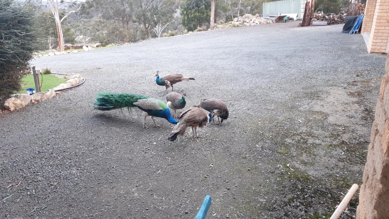 Photo of Others in Geilston Bay