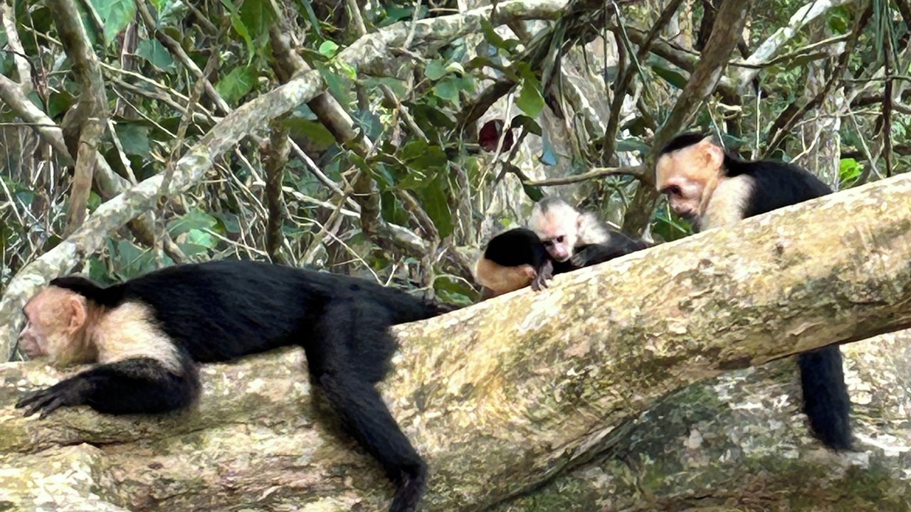 Photo of Others in Baru