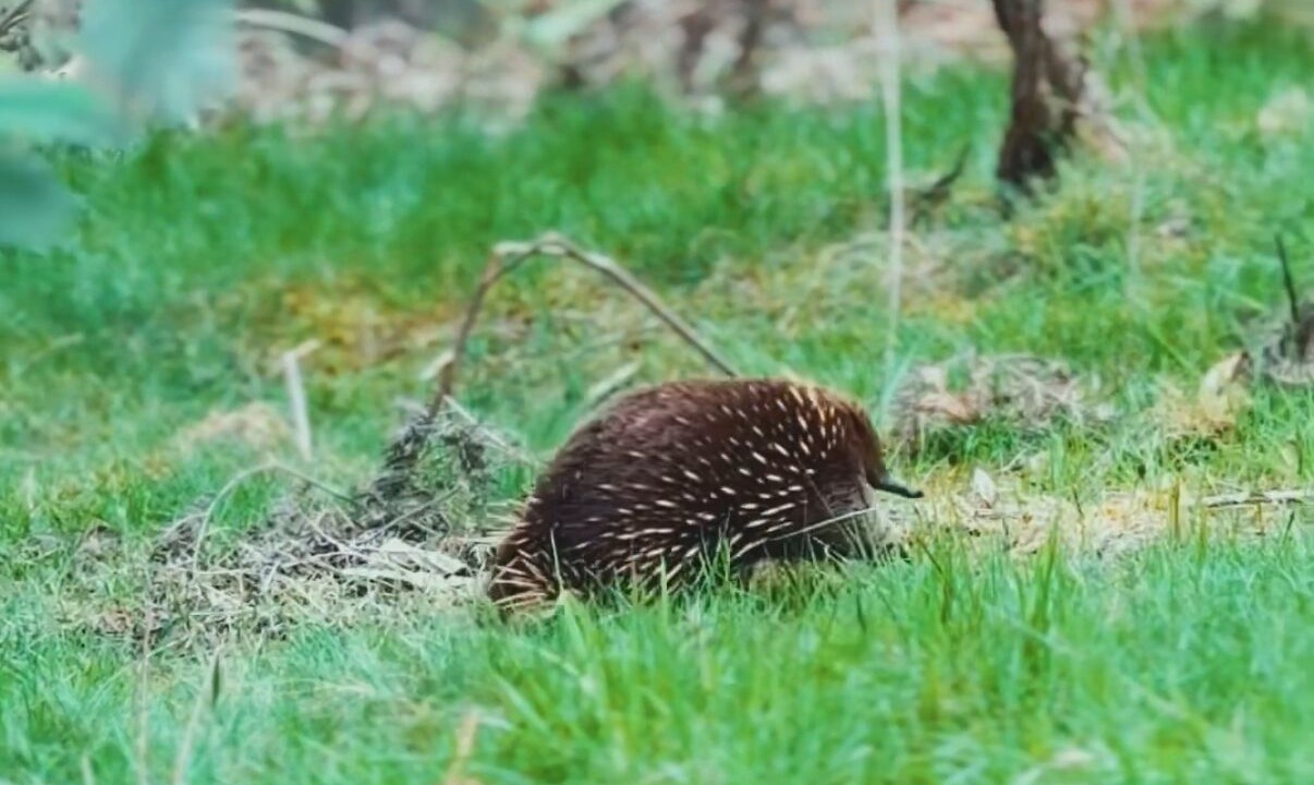 Photo of Outdoor in Wattle Grove