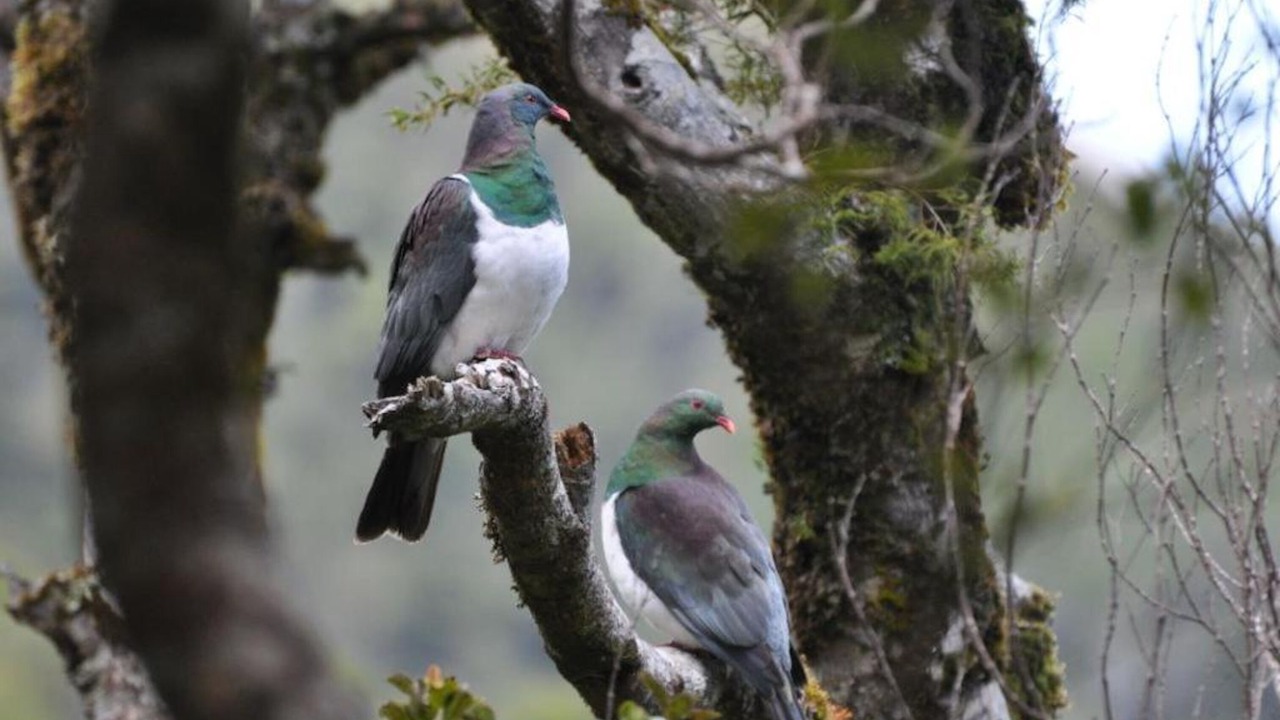 Photo of Others in Kerikeri