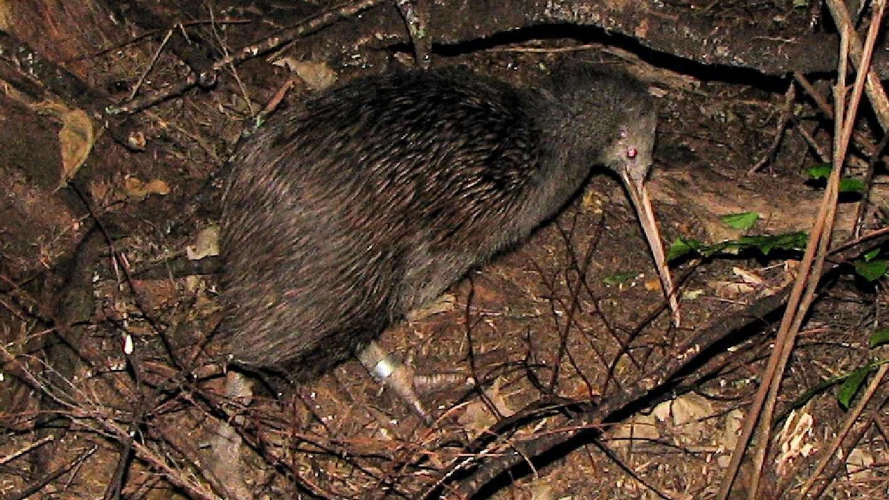 Photo of Others in Kerikeri