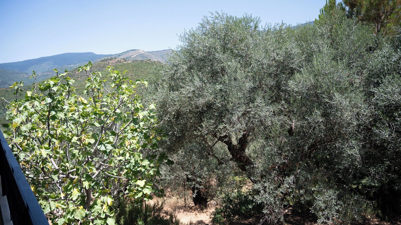 Photo of Others in Artemisia