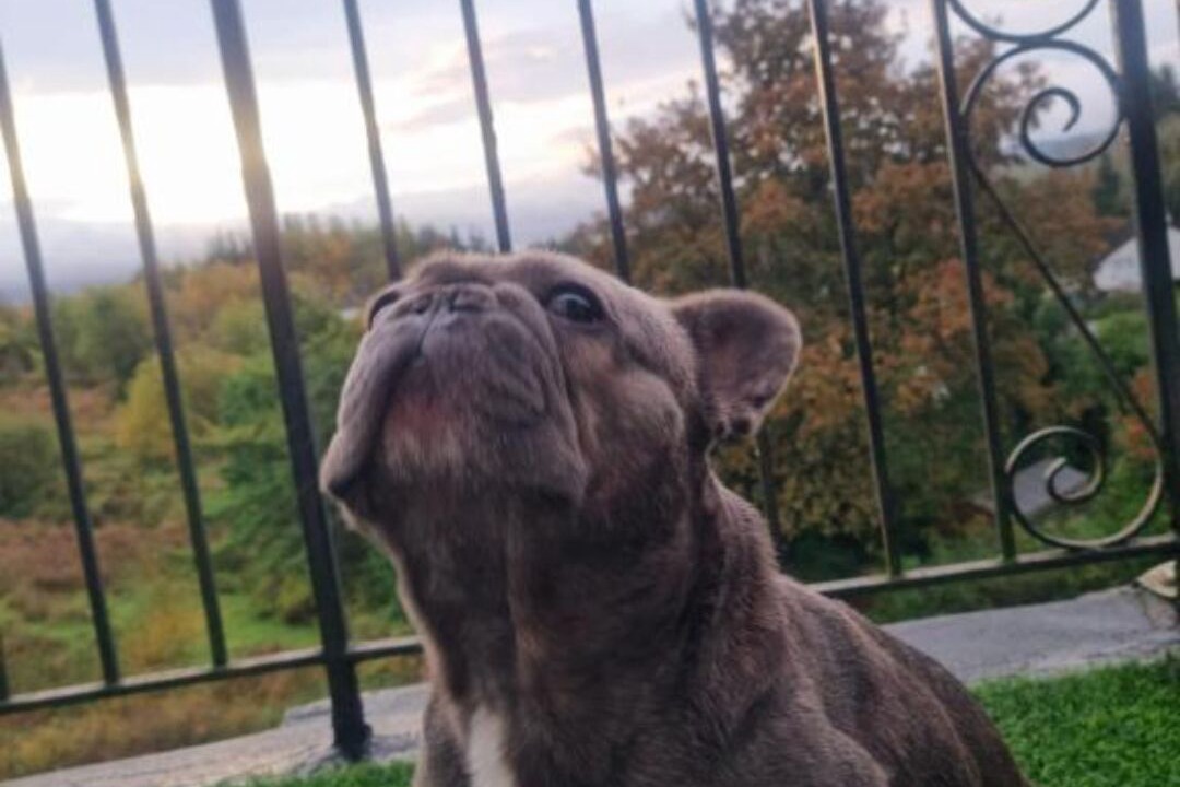 Photo of Patio Balcony in Drymen