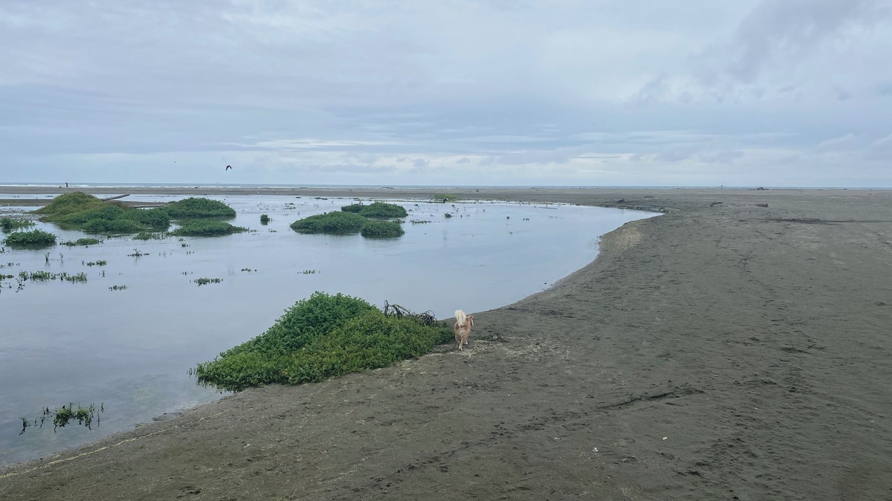 Photo of Others in Hokio Beach