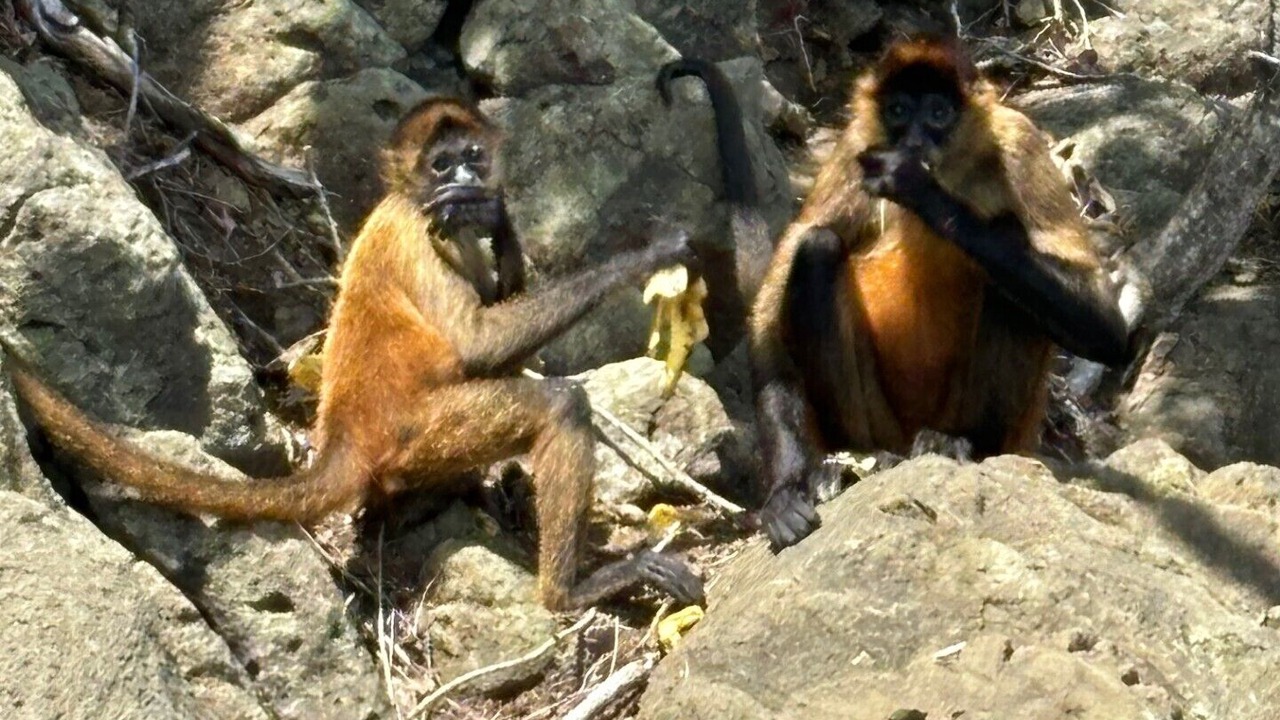 Photo of Others in Paquera