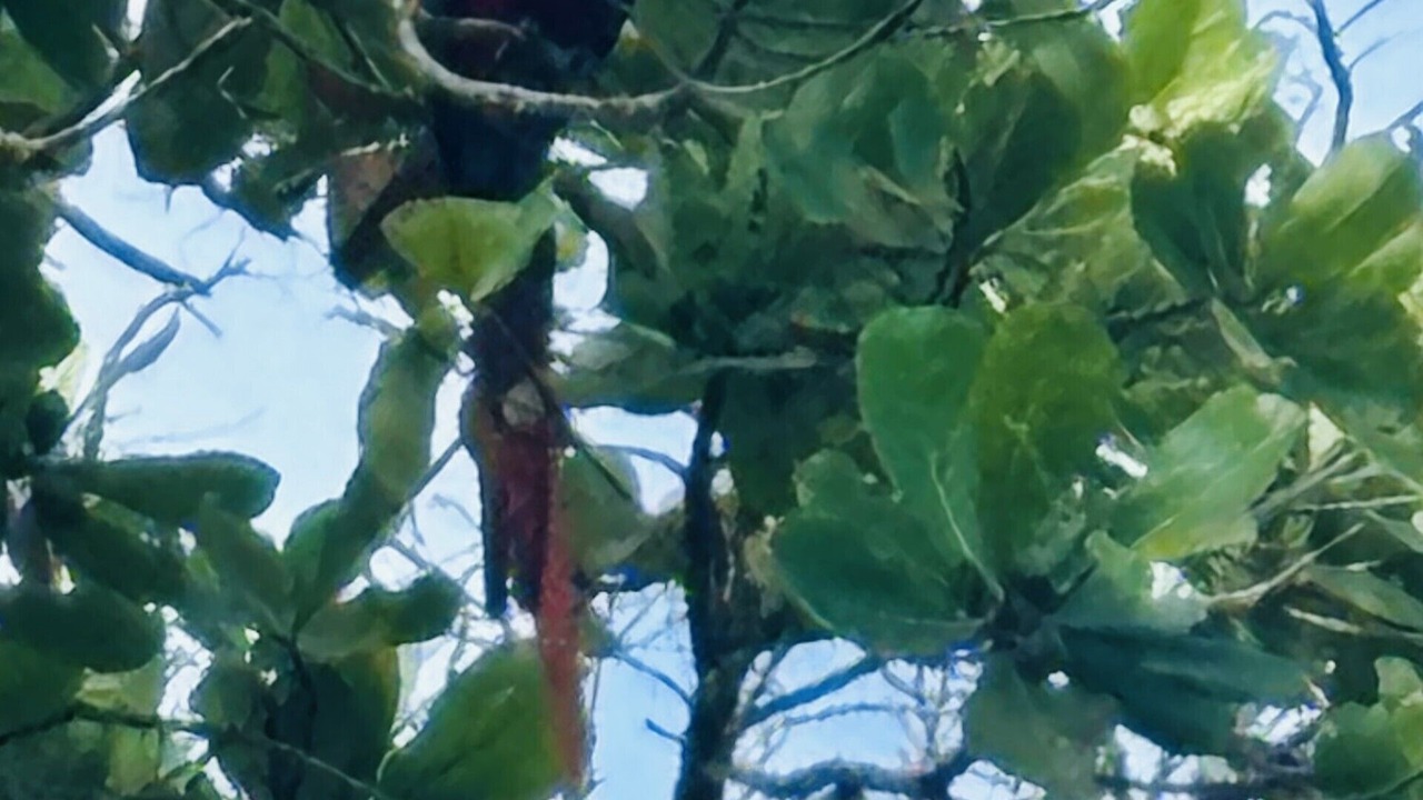 Photo of Others in Paquera