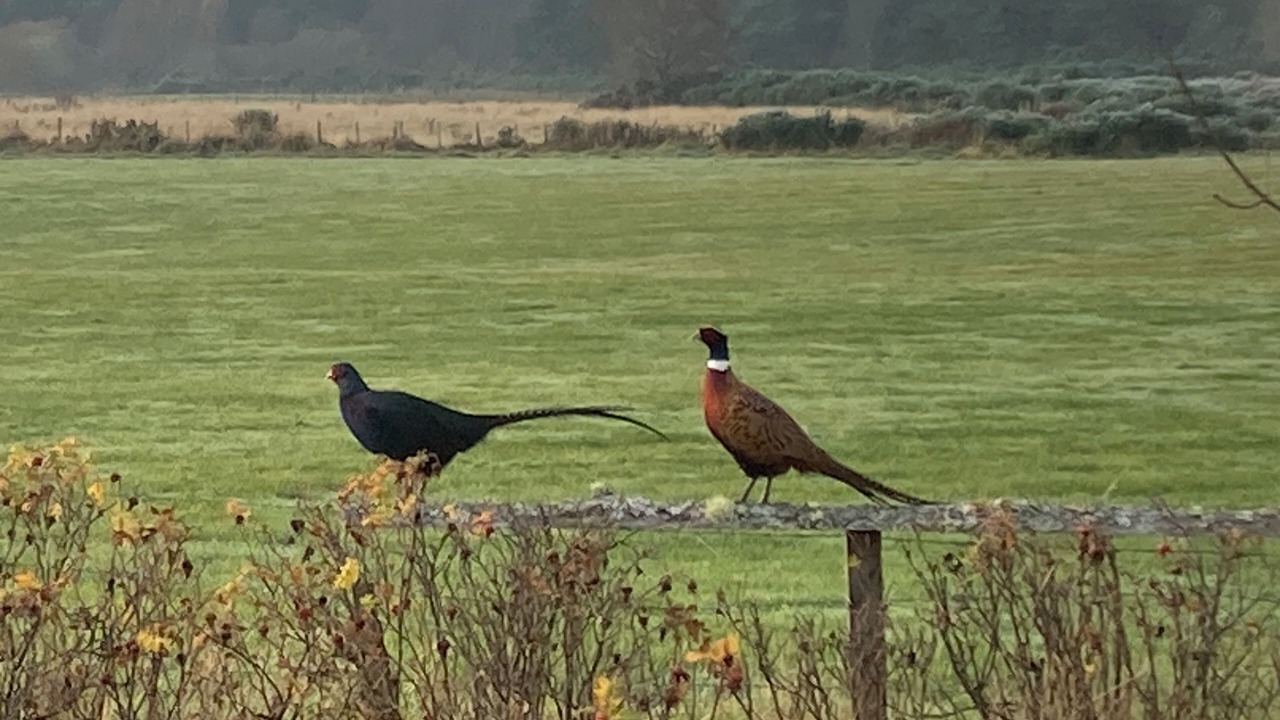 Photo of Others in Dornoch